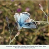 polyommatus vanensis male1